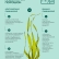 Ламинария  порошок 1 кг, Kelp, водоросли беломорские пищевые