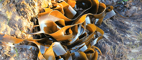 Новые технологии добычи водорослей