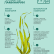 White Sea Algae chips from kelp, SUPERFOOD, AV1918, 12 g